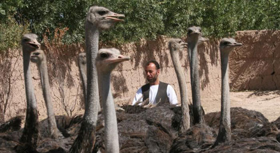 تعرفوا على حيوانات حطمت الأرقام القياسية بأحجامها  صورة رقم 2