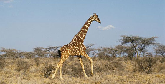 تعرفوا على حيوانات حطمت الأرقام القياسية بأحجامها  صورة رقم 6