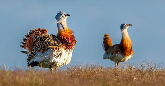 تعرفوا على حيوانات حطمت الأرقام القياسية بأحجامها  صورة رقم 1