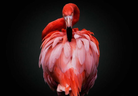 أروع الصور المرشحة لأكبر وأهم مسابقة عالميّة في التّصوير صورة رقم 17 أروع الصور المرشحة لأكبر وأهم مسابقة عالميّة في التّصوير صورة رقم 17