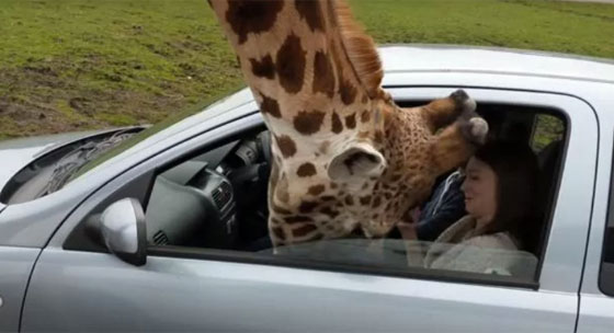 شاهدوا كيف تحطمت نافذة سيارة على رأس زرافة  صورة رقم 1