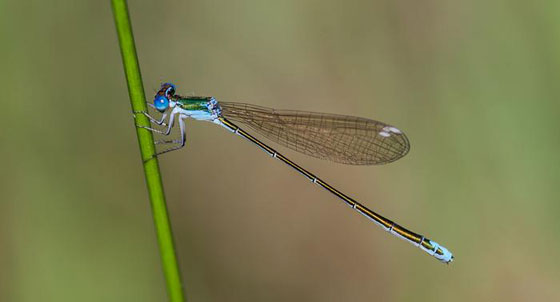 صور حيوانات سنة 2018: فراشة الثعلب واليعسوب القزم صورة رقم 9