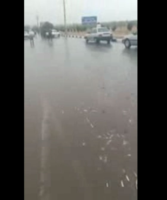 فيديو غريب.. السماء تمطر سمكا في إيران صورة رقم 3