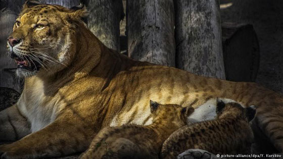 بالصور.. تعرفوا على أغرب الحيوانات الهجينة صورة رقم 3