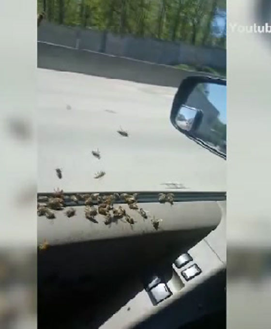 بالفيديو..  رحلة غريبة بالسيارة مع آلاف النحل صورة رقم 2