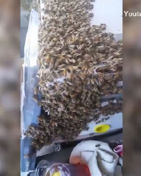 بالفيديو..  رحلة غريبة بالسيارة مع آلاف النحل صورة رقم 3