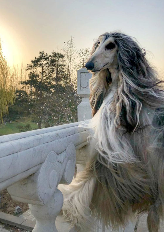 38 ألف دولار  مصروف أجمل كلب في العالم صورة رقم 5