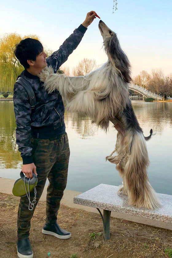 38 ألف دولار  مصروف أجمل كلب في العالم صورة رقم 6