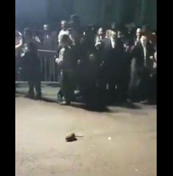 فيديو اثار السخرية: يهود متدينين مذعورين يركضون خوفا من فأر! صورة رقم 1