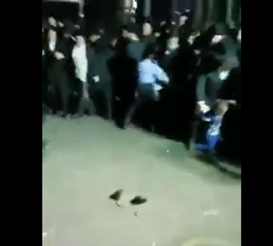 فيديو اثار السخرية: يهود متدينين مذعورين يركضون خوفا من فأر! صورة رقم 3