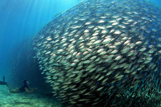 ابرز 10 اختراعات تم ابتكارها بفضل الكائنات صورة رقم 2