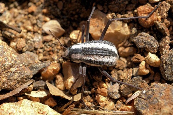 ابرز 10 اختراعات تم ابتكارها بفضل الكائنات صورة رقم 6