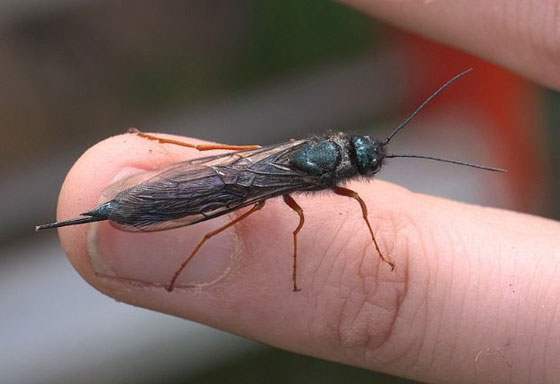 ابرز 10 اختراعات تم ابتكارها بفضل الكائنات صورة رقم 8