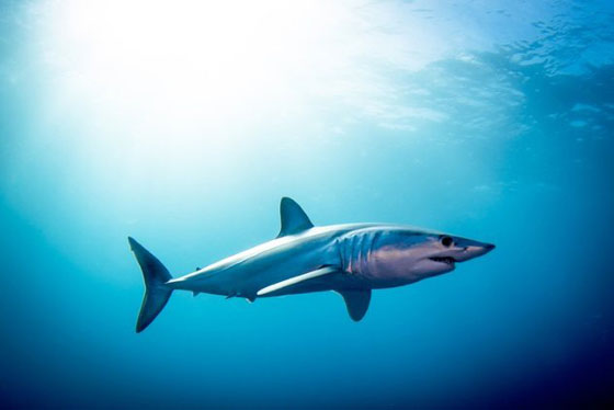 ابرز 10 اختراعات تم ابتكارها بفضل الكائنات صورة رقم 1