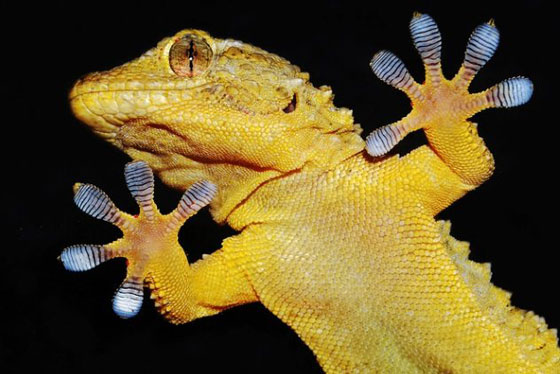 ابرز 10 اختراعات تم ابتكارها بفضل الكائنات صورة رقم 4