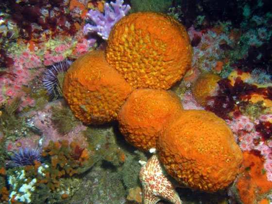 ابرز 10 اختراعات تم ابتكارها بفضل الكائنات صورة رقم 7