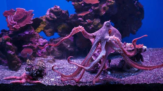 هل من الممكن أن يكون الأخطبوط كائن فضائي؟  صورة رقم 2