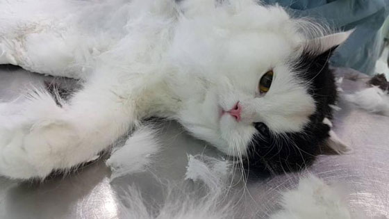 نساء أدمنّ على تناول ما هو أغرب من الغريب صورة رقم 7