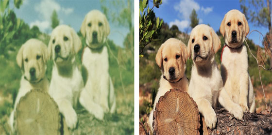 هكذا نرى الأشياء بعيون الحيوانات والحشرات صورة رقم 1 هكذا نرى الأشياء بعيون الحيوانات والحشرات صورة رقم 1