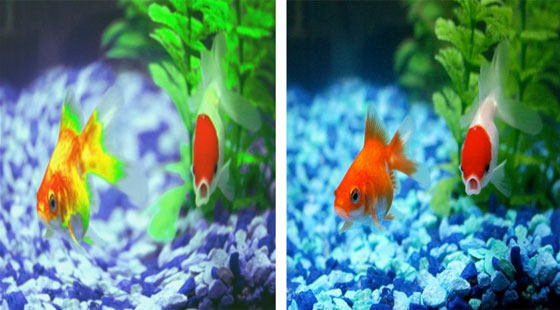 هكذا نرى الأشياء بعيون الحيوانات والحشرات صورة رقم 2 هكذا نرى الأشياء بعيون الحيوانات والحشرات صورة رقم 2