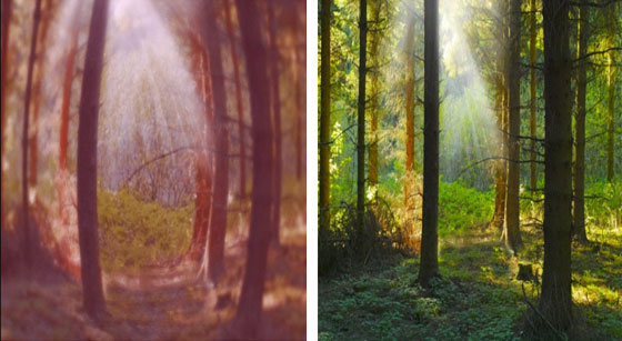 هكذا نرى الأشياء بعيون الحيوانات والحشرات صورة رقم 3 هكذا نرى الأشياء بعيون الحيوانات والحشرات صورة رقم 3