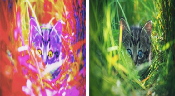 هكذا نرى الأشياء بعيون الحيوانات والحشرات صورة رقم 4 هكذا نرى الأشياء بعيون الحيوانات والحشرات صورة رقم 4