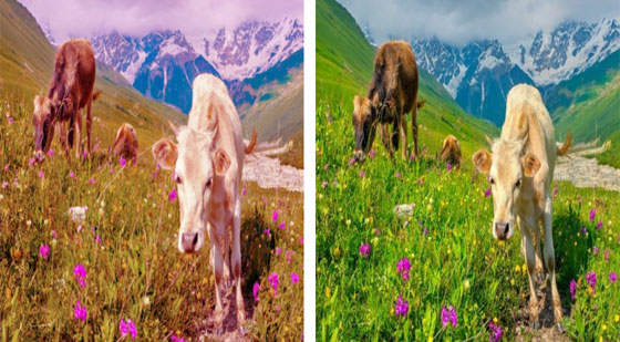 هكذا نرى الأشياء بعيون الحيوانات والحشرات صورة رقم 6 هكذا نرى الأشياء بعيون الحيوانات والحشرات صورة رقم 6