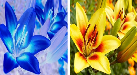 هكذا نرى الأشياء بعيون الحيوانات والحشرات صورة رقم 8 هكذا نرى الأشياء بعيون الحيوانات والحشرات صورة رقم 8