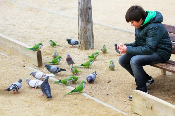إليكم 6 مدن يعيش فيها الحيوانات بجانب البشر صورة رقم 5