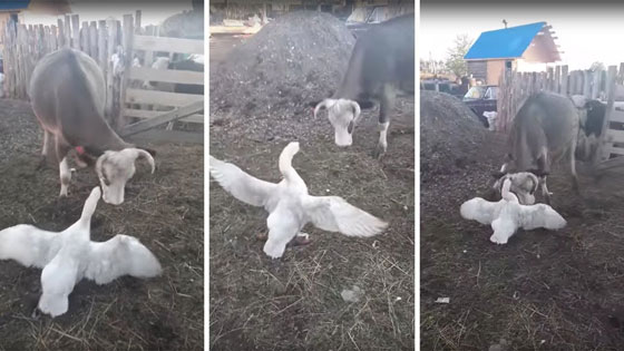 فيديو مضحك.. شجار بين إوزة وبقرة على الطعام صورة رقم 1
