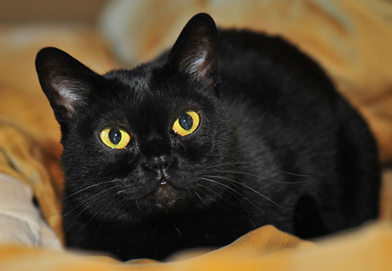 تعرفوا على أشهر الخرافات الغريبة التي تنتشر في عدد من دول العالم صورة رقم 7