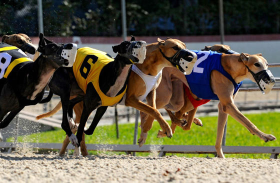 بالصور.. تعرفوا على  اغرب سباقات الحيوانات صورة رقم 1