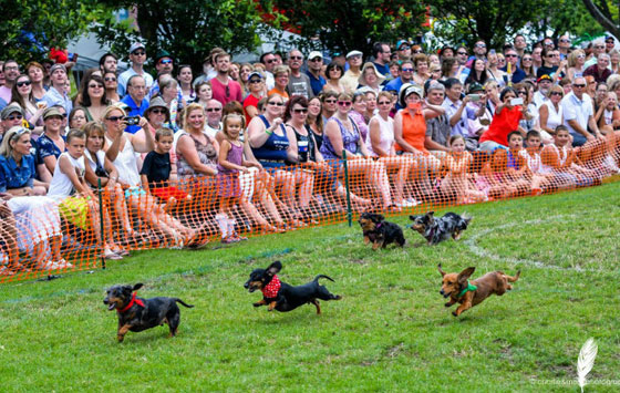 بالصور.. تعرفوا على  اغرب سباقات الحيوانات صورة رقم 2