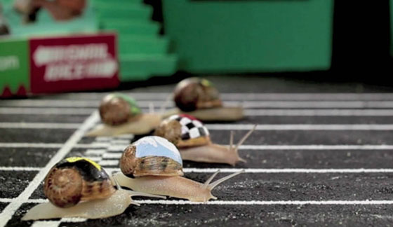 بالصور.. تعرفوا على  اغرب سباقات الحيوانات صورة رقم 3