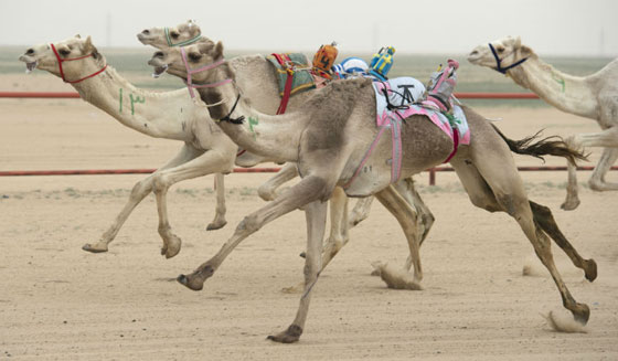 بالصور.. تعرفوا على  اغرب سباقات الحيوانات صورة رقم 4