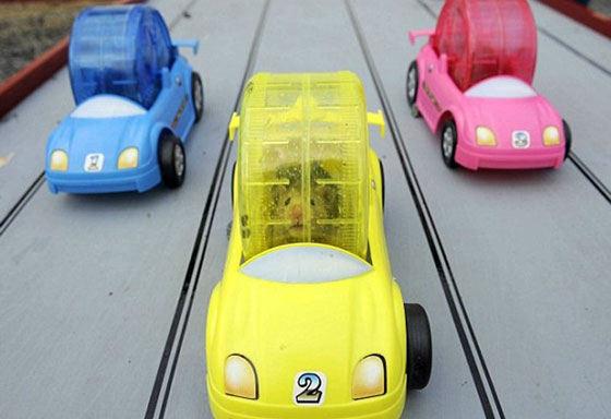 بالصور.. تعرفوا على  اغرب سباقات الحيوانات صورة رقم 6