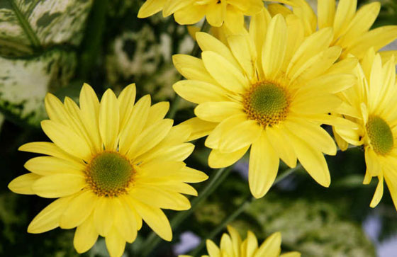 هي الأغرب على الإطلاق.. تعرفوا على أطرف أنواع الفوبيا صورة رقم 4