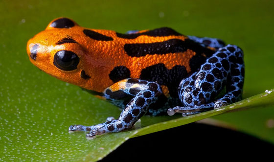 إليكم أشهر 10 سموم كيميائية فتاكة وقاتلة للإنسان! صورة رقم 3