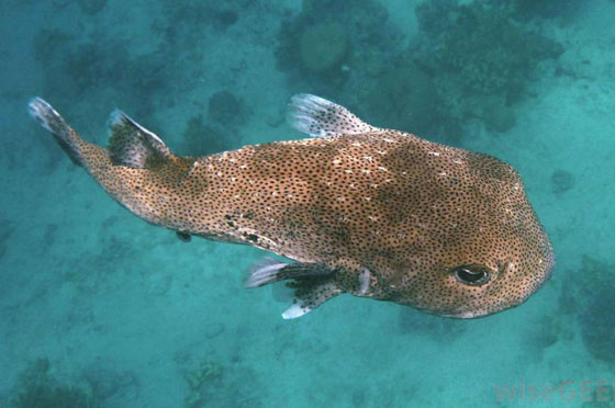 إليكم أشهر 10 سموم كيميائية فتاكة وقاتلة للإنسان! صورة رقم 9