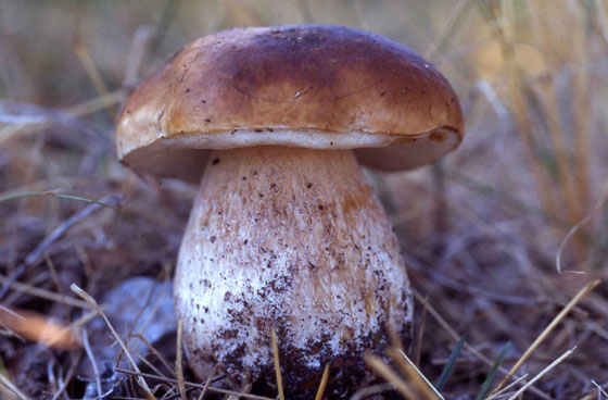 إليكم أشهر 10 سموم كيميائية فتاكة وقاتلة للإنسان! صورة رقم 10