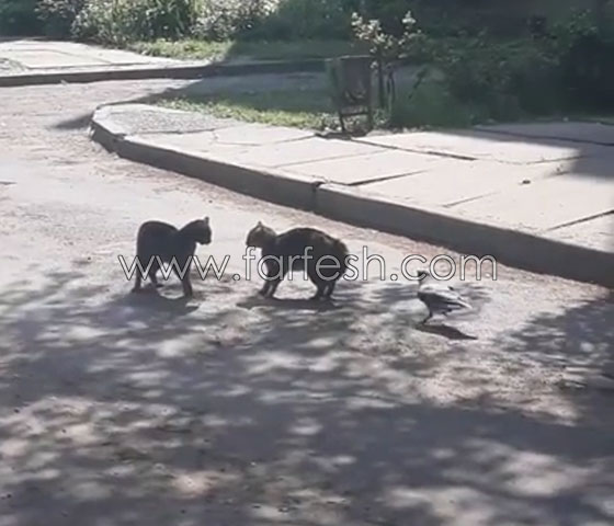 فيديو مثير.. غراب يوقف شجار شرس بين قطتين! صورة رقم 3