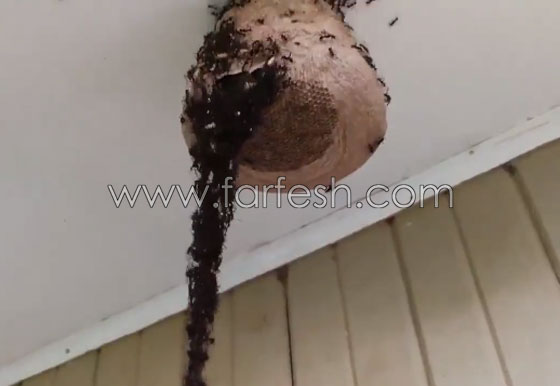 جيش من النمل يشكل جسرا لاقتحام عش دبور في سقف منزل! صورة رقم 6