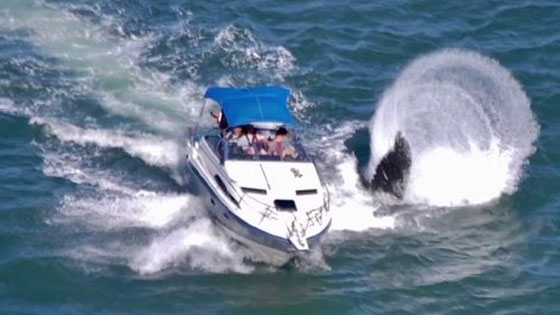 فيديو غريب.. حوت ضخم يرعب سياحاً في جزيرة ألاسكا صورة رقم 1