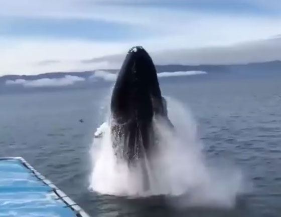 فيديو غريب.. حوت ضخم يرعب سياحاً في جزيرة ألاسكا صورة رقم 5