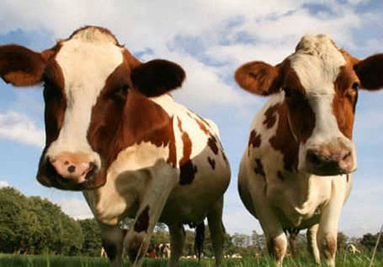 حقائق علمية جميلة ستجعلك تبتسم صورة رقم 10