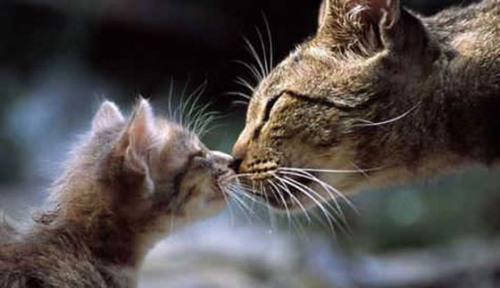 حقائق علمية جميلة ستجعلك تبتسم صورة رقم 11