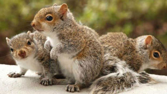 حقائق علمية جميلة ستجعلك تبتسم صورة رقم 12