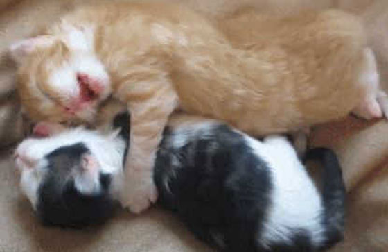 حقائق علمية جميلة ستجعلك تبتسم صورة رقم 13