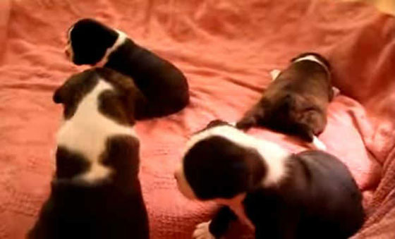 حقائق علمية جميلة ستجعلك تبتسم صورة رقم 14