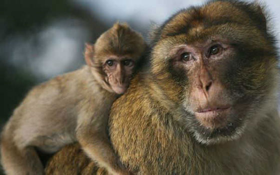 حقائق علمية جميلة ستجعلك تبتسم صورة رقم 15